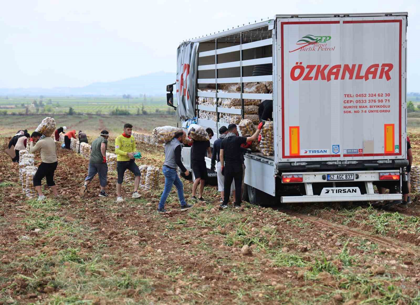 bunlar-ozel-isciler-gunluk-250-300-ton-patates-yukleyip-2-bin-500-tl-kazaniyorlar