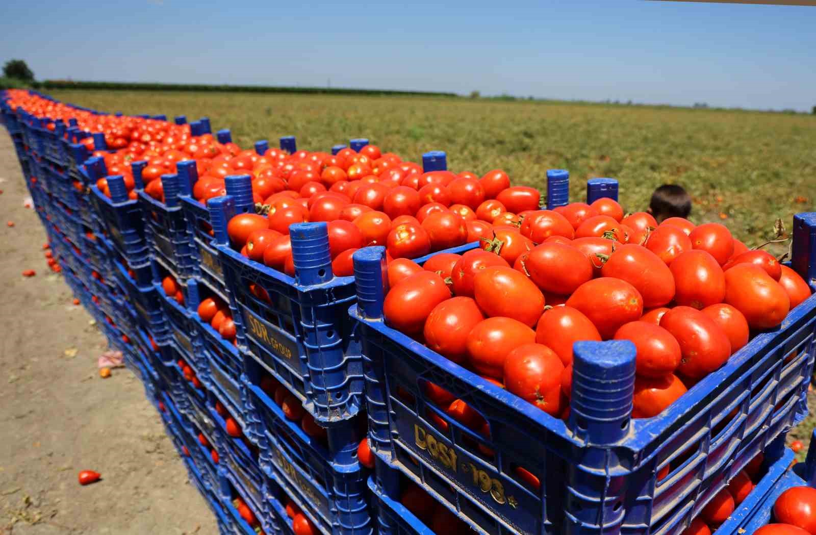 domatesin-tarlada-kilogram-fiyati-3-liraya-kadar-dustu