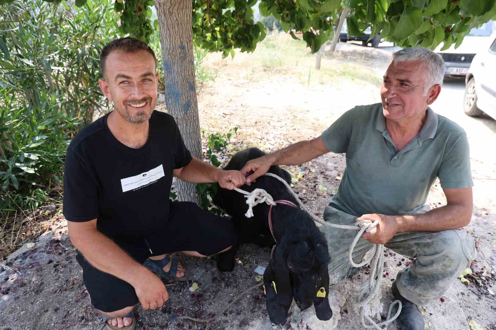 firar-eden-kurbanlik-10-gun-sonra-yakalandi