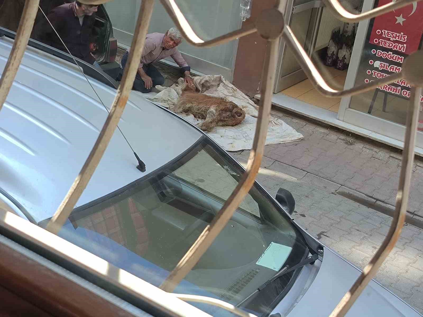 hasta-buzagisina-bebek-gibi-sarildi-basucunda-gozyasi-dokerek-bekledi