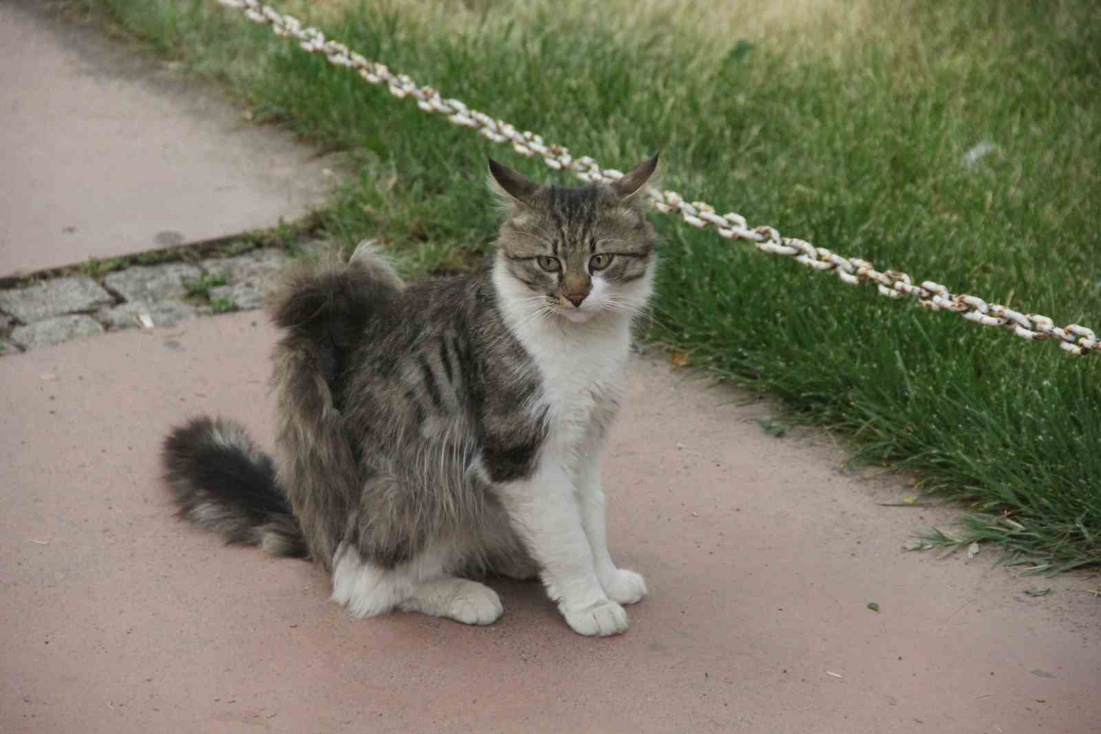 karganin-tehlikeli-oyunu-cizgi-film-sahnelerini-aratmadi