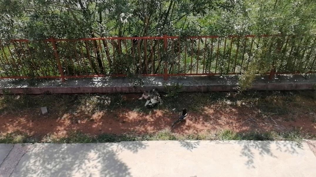 karganin-tehlikeli-oyunu-cizgi-film-sahnelerini-aratmadi