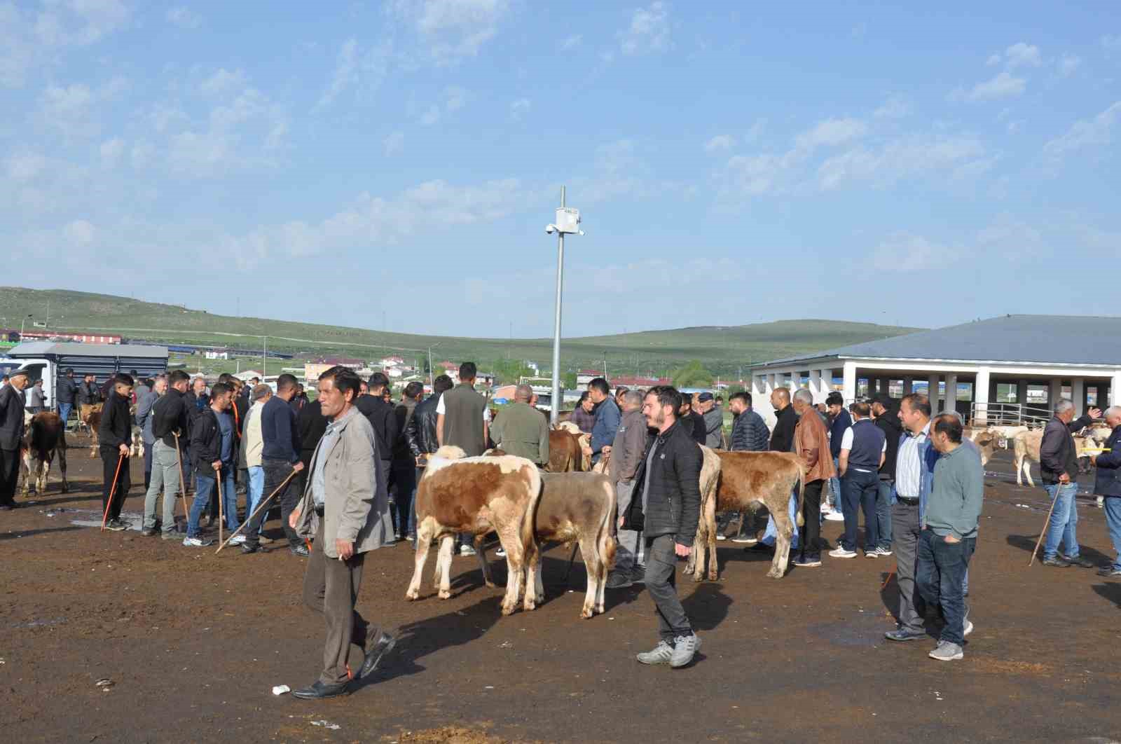 karsta-900-kiloluk-boga-300-bin-tlye-satildi