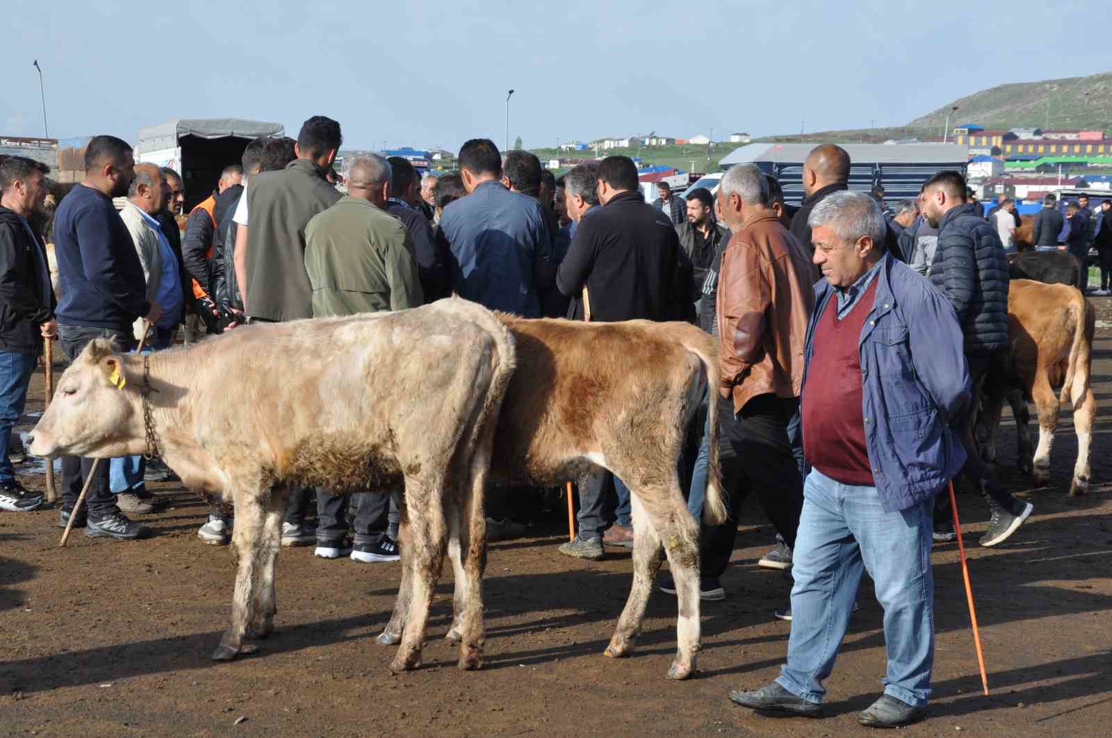 karsta-900-kiloluk-boga-300-bin-tlye-satildi