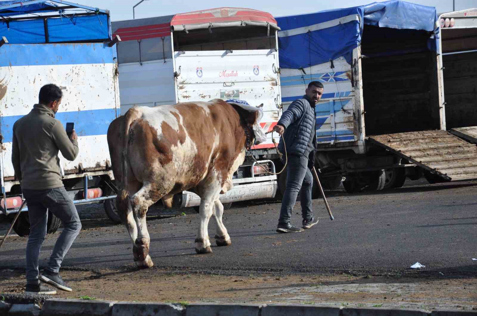 karsta-900-kiloluk-boga-300-bin-tlye-satildi