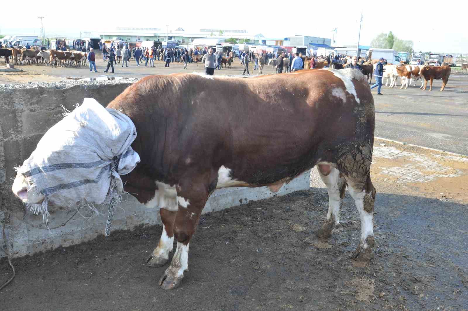 karsta-900-kiloluk-boga-300-bin-tlye-satildi