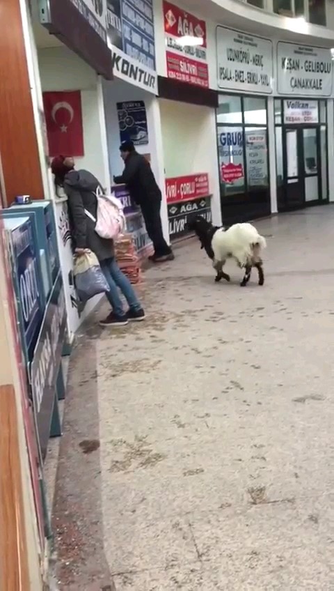 kurban-bayraminda-otogara-giren-inatci-keci-cekmeceden-paralari-alip-gitti