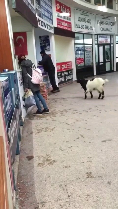 kurban-bayraminda-otogara-giren-inatci-keci-cekmeceden-paralari-alip-gitti