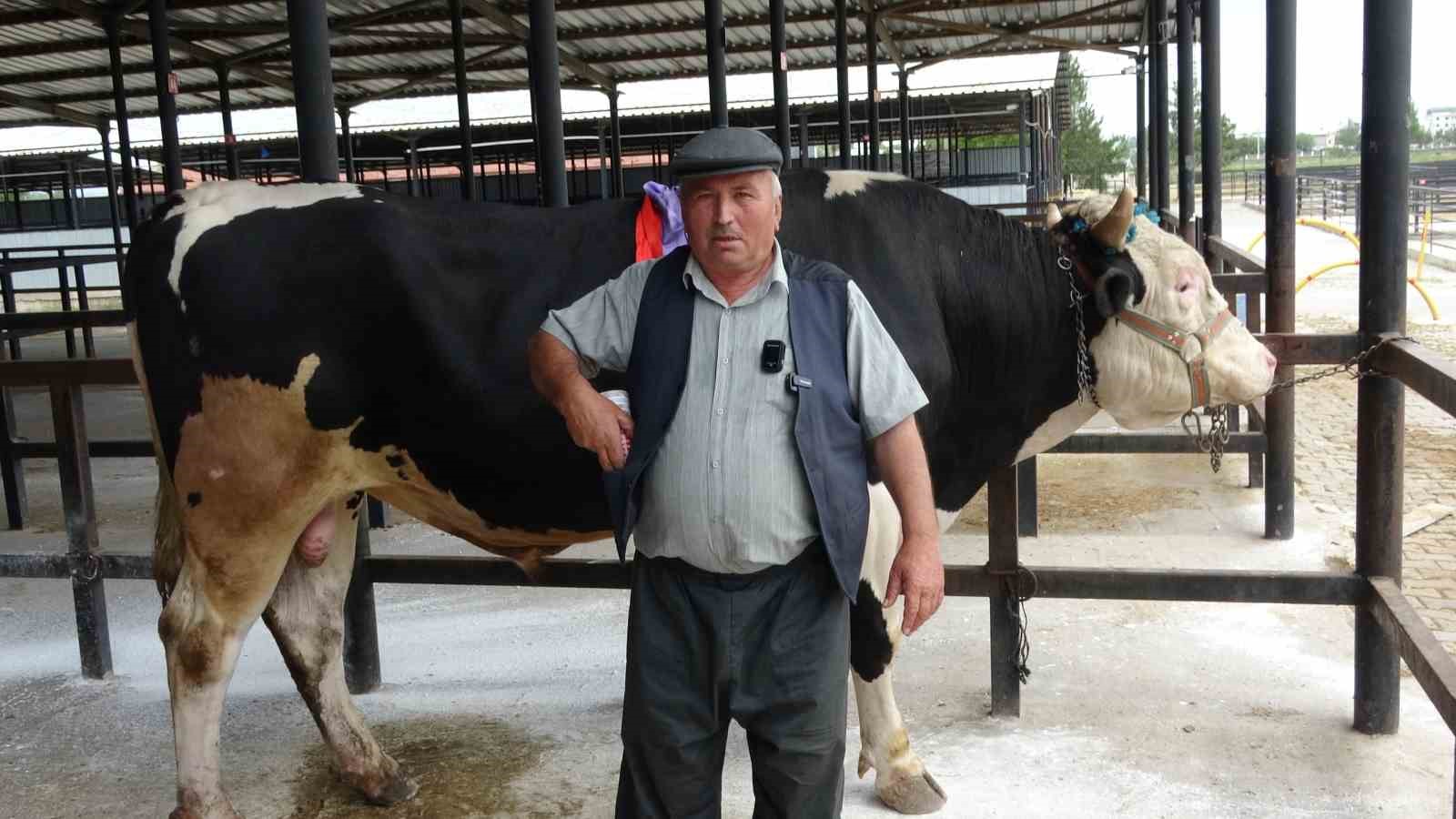 kutahyada-1-ton-200-kiloluk-kurbanlik-350-bin-tlye-satildi