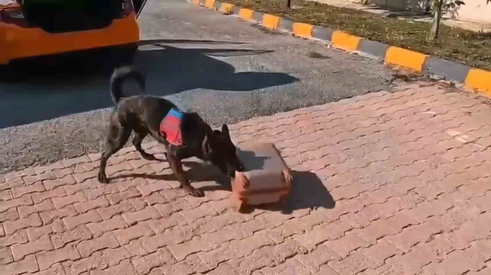 mide-ve-bagirsaklarindan-uyusturucu-cikti