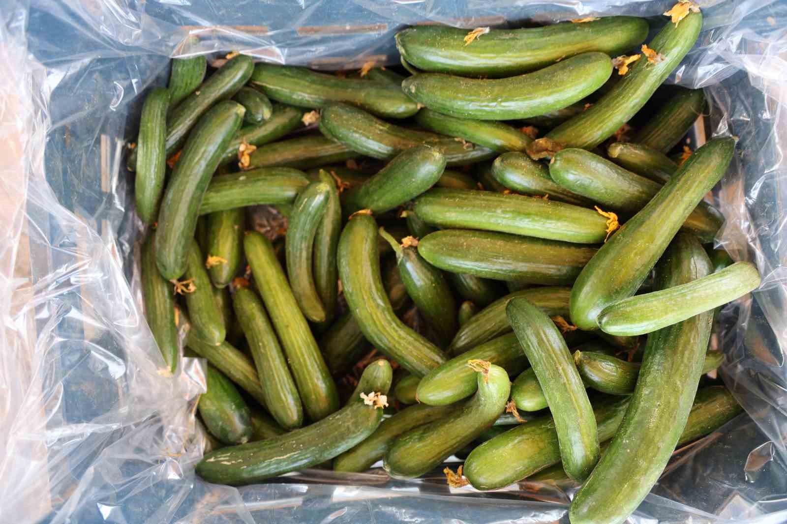 salatalikta-hem-sera-hem-tarla-bereketi