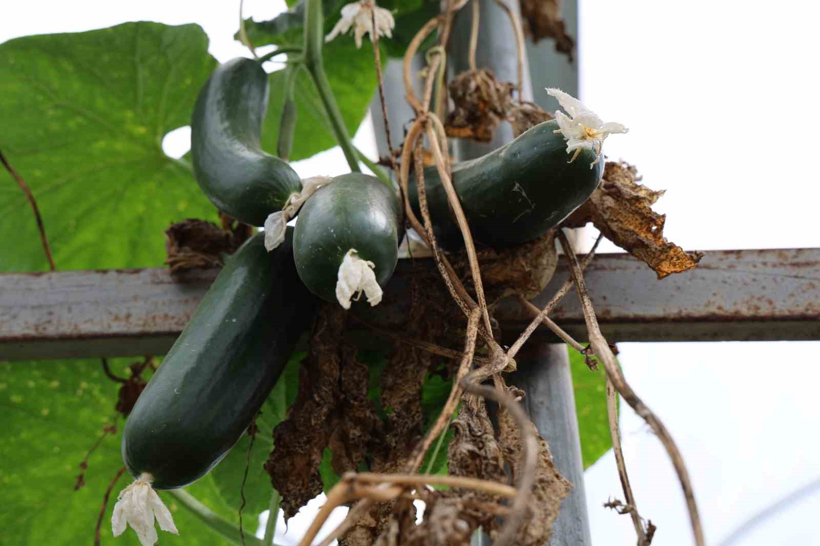 salatalikta-hem-sera-hem-tarla-bereketi