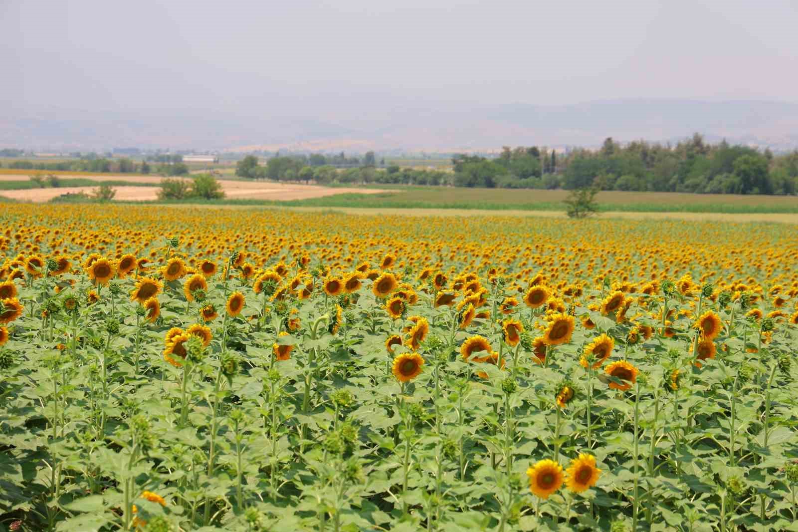 sarinin-en-guzeli-aycicegi-tarlalari-gorsel-solen-sunuyor