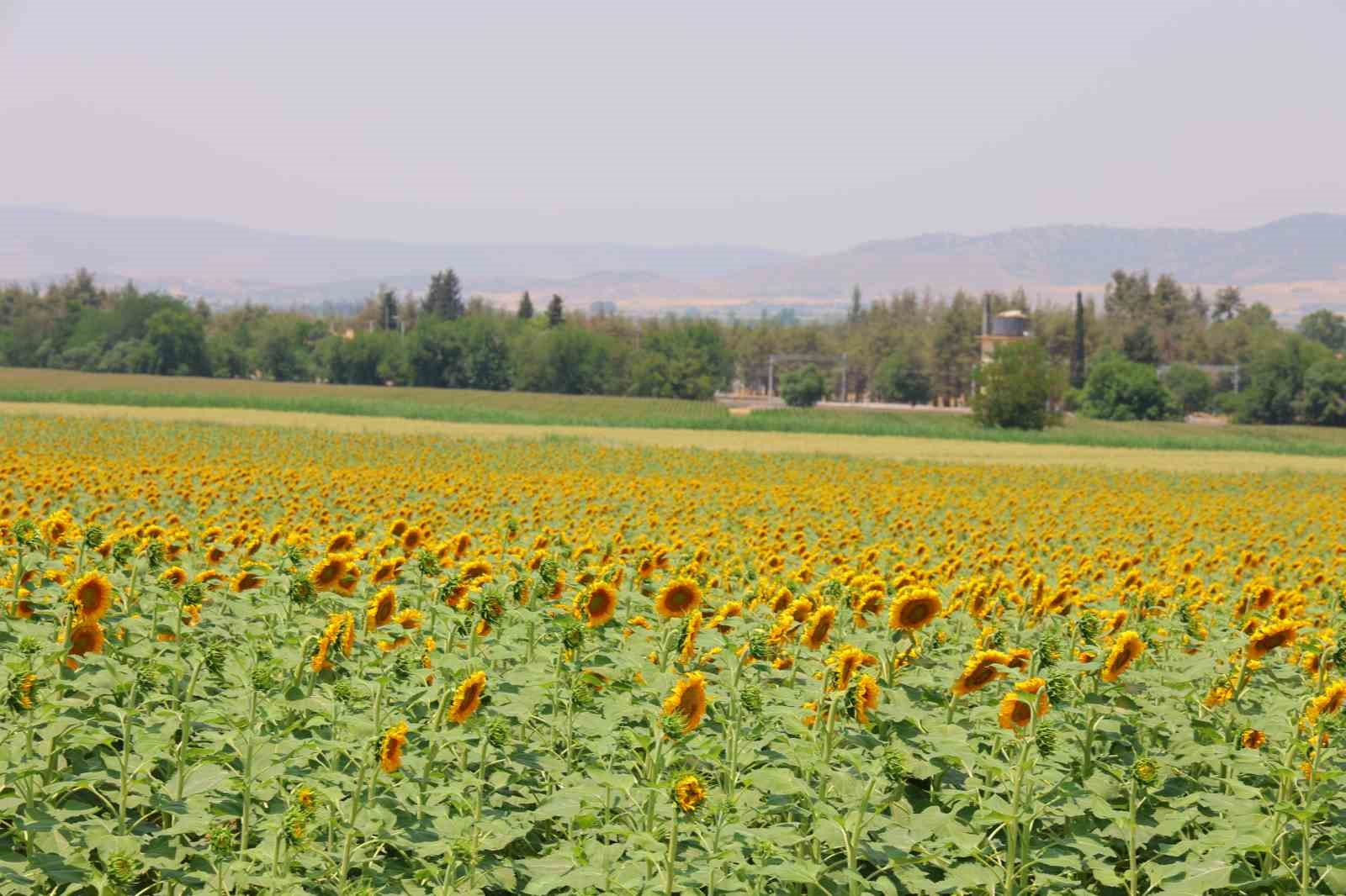 sarinin-en-guzeli-aycicegi-tarlalari-gorsel-solen-sunuyor