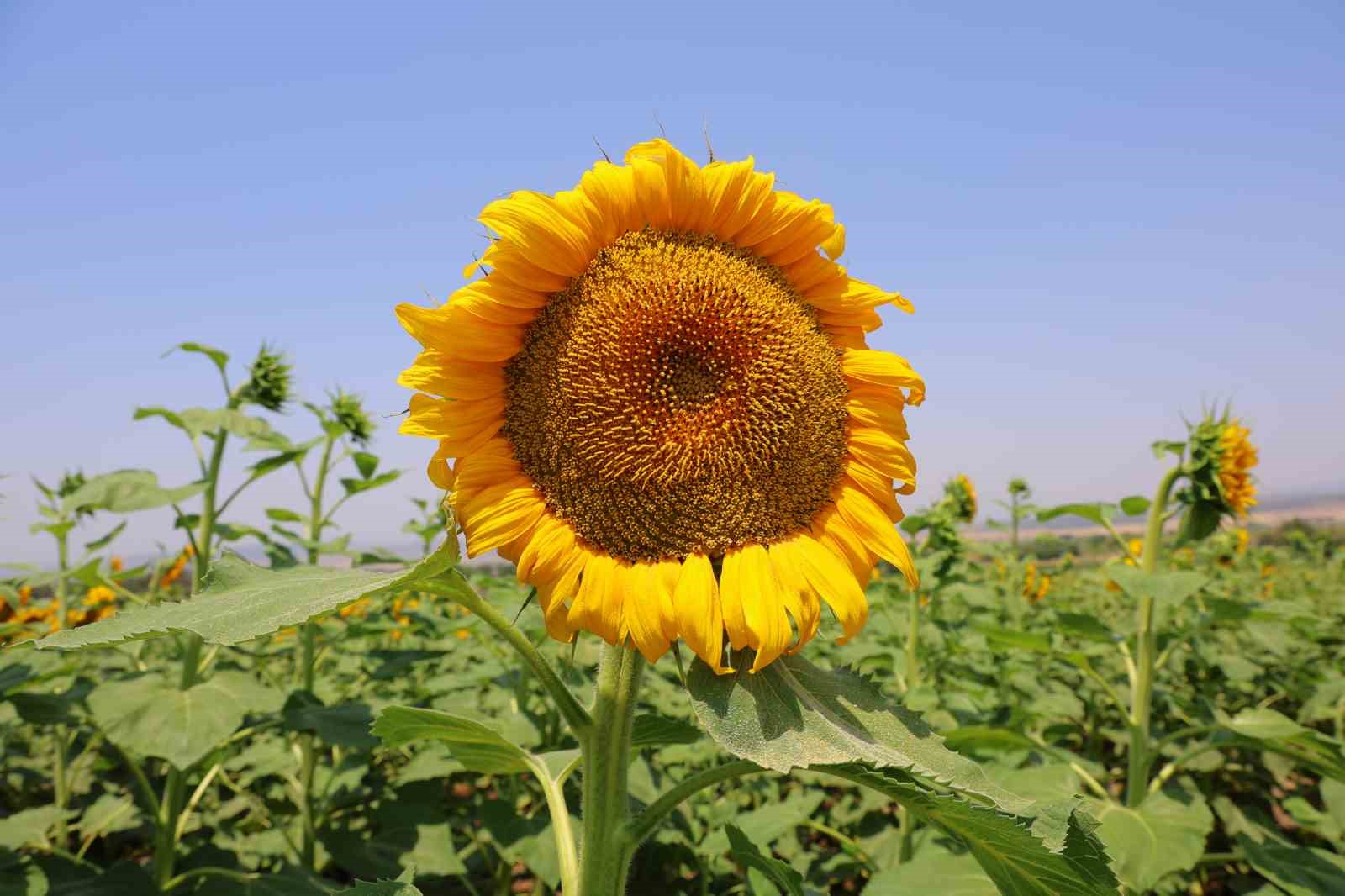 sarinin-en-guzeli-aycicegi-tarlalari-gorsel-solen-sunuyor