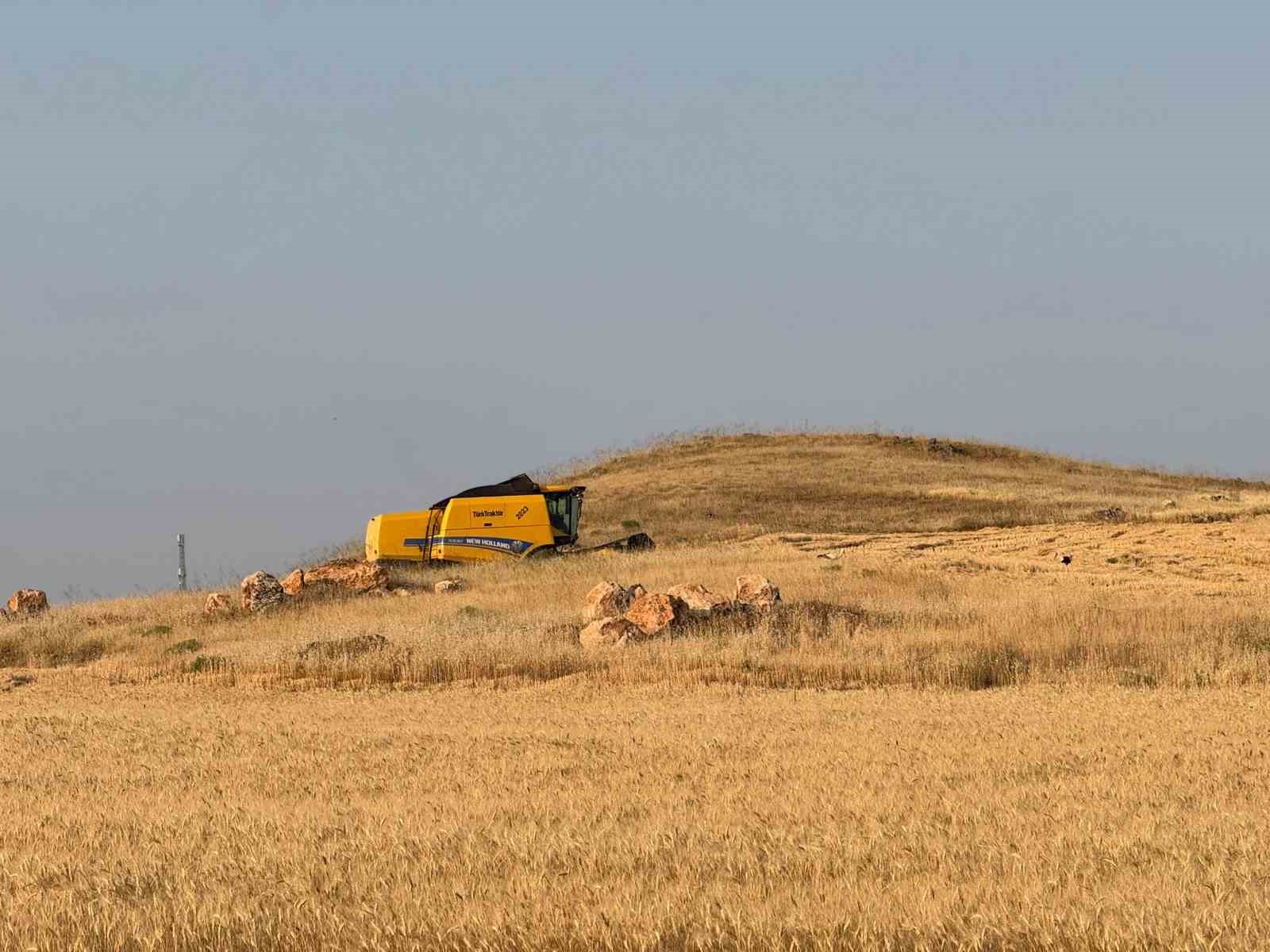 siirtte-bugday-hasadi-ciftciler-umduklarini-bulamadi