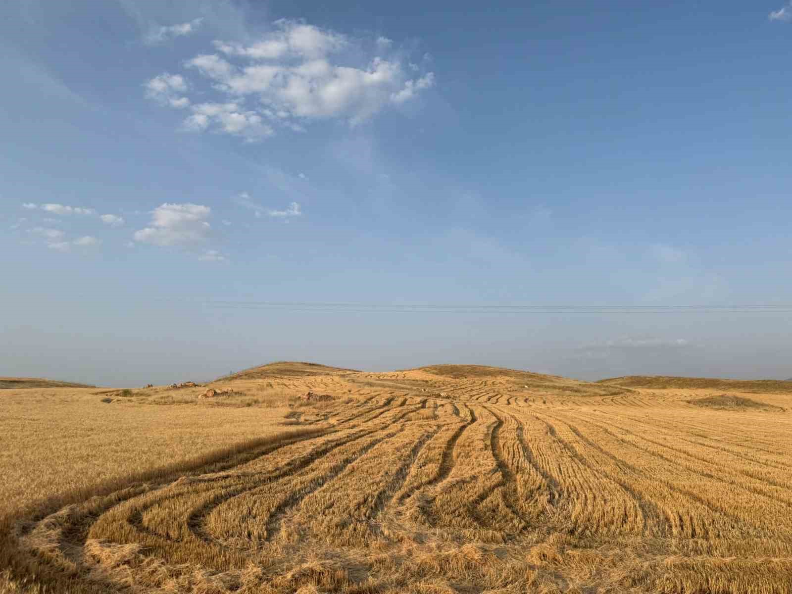siirtte-bugday-hasadi-ciftciler-umduklarini-bulamadi
