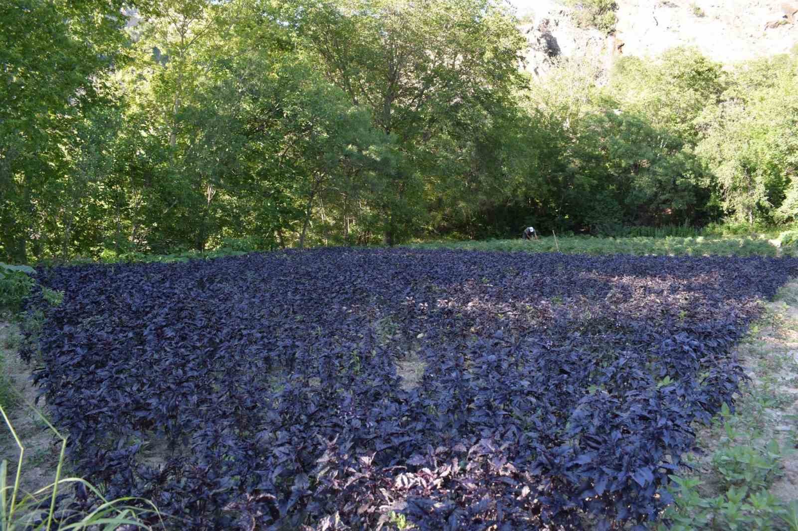 tescilli-mor-reyhan-bu-kez-dondurma-oldu