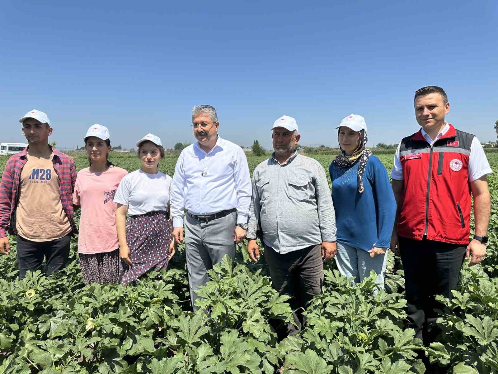 turkiyenin-bamya-uretim-merkezinde-hasat-basladi