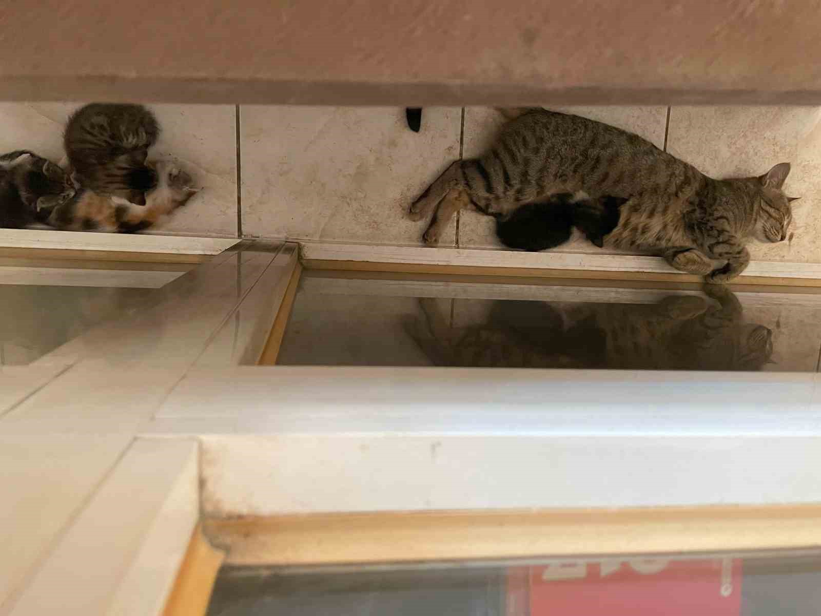 yavrularini-agziyla-ofise-tasiyan-anne-kedi-yurekleri-isitti