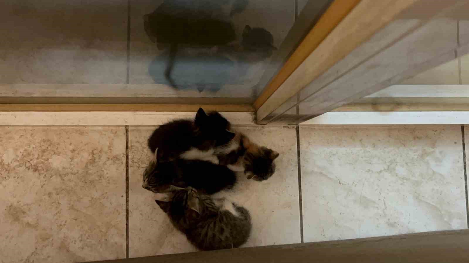 yavrularini-agziyla-ofise-tasiyan-anne-kedi-yurekleri-isitti