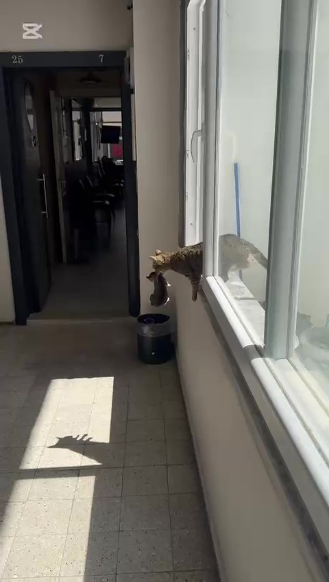 yavrularini-agziyla-ofise-tasiyan-anne-kedi-yurekleri-isitti