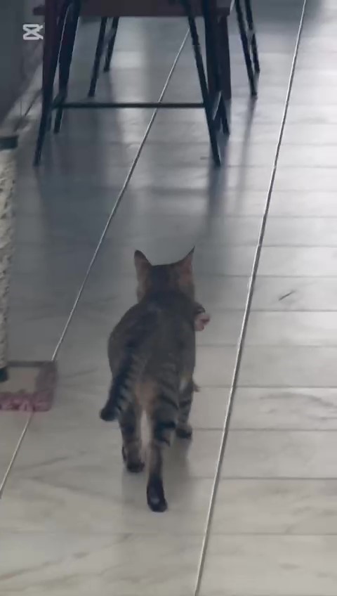 yavrularini-agziyla-ofise-tasiyan-anne-kedi-yurekleri-isitti