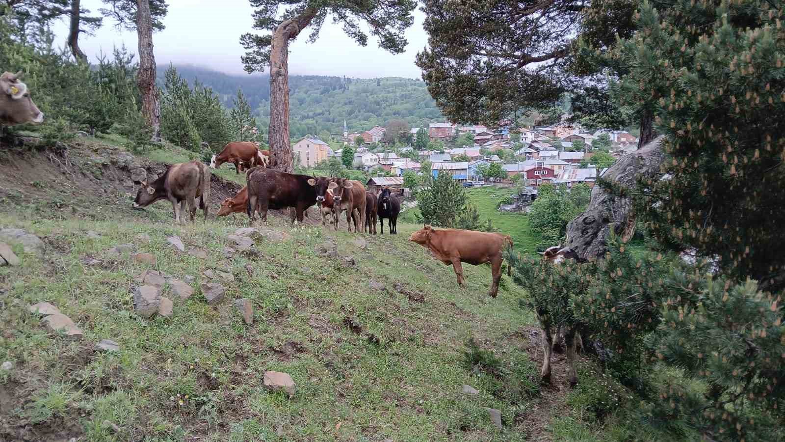 yildirim-carpan-agac-yikilip-agilin-uzerine-dustu-hayvanlar-telef-olmaktan-son-anda-kurtuldu