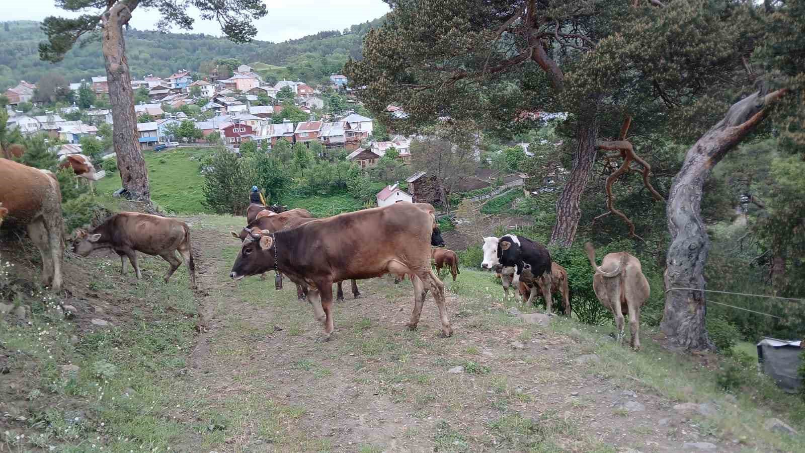 yildirim-carpan-agac-yikilip-agilin-uzerine-dustu-hayvanlar-telef-olmaktan-son-anda-kurtuldu