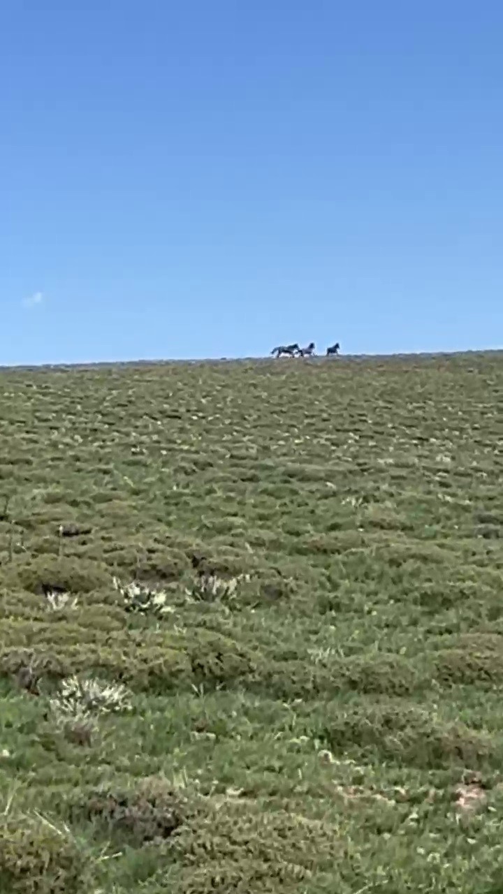 yilki-atlari-dogada-dans-etti-o-anlar-cep-telefonu-kamerasina-yansidi